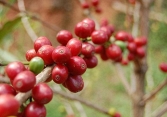Giá cà phê Arabica tăng do hoạt động đẩy mạnh thu mua