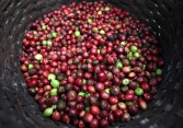Giá cà phê Tây Nguyên lại giảm 200 đồng/kg