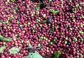 Nguồn cung dồi dào, giá cà phê 21/1 tiếp tục giảm