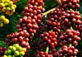 Giá cà phê Tây Nguyên lên mức 32.300 đồng/kg, xuất khẩu cà phê lạc quan trong năm 2021