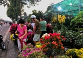 Sài Gòn rực rỡ sắc hoa, cây cảnh ngày cận Tết