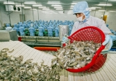 Xuất khẩu tôm Việt Nam trong năm 2020 sẽ tích cực