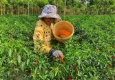 Ớt Bình Thuận rớt giá, người dân đứng ngồi không yên
