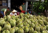 Trái cây miền Tây rớt giá thảm hại vì dịch virus corona