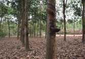 Giao dịch cao su 7/2 trái chiều trên các sàn