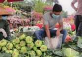 Hàng chục tấn nông sản Hải Dương được người dân thủ đô 'giải cứu' mỗi ngày