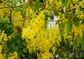 Muồng hoàng yến phủ vàng ven Hồ Tây