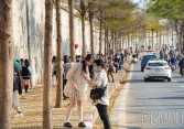 Bàng lá nhỏ 'nhuộm vàng' ven sông Tô Lịch, người dân nô nức chụp ảnh bất chấp dịch bệnh