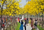Nô nức chụp ảnh cùng hoa phong linh