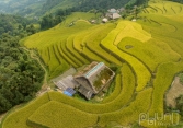 Ngắm mùa vàng ở Xà Phìn (Vị Xuyên, Hà Giang)