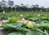 Sen Hồ Tây nở sớm những ảm đạm vắng khách, chủ đầm lao đao