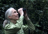 Jane Goodall nhà tiên phong trong lĩnh vực nghiên cứu linh trưởng và bảo tồn