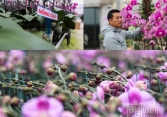 Vườn hoa lan hồ điêp lớn nhất Hà Tĩnh tất bật vào vụ Tết