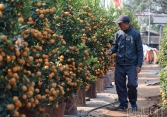 Giữ gìn nét đẹp truyền thống: Nghệ nhân Tứ Liên chia sẻ kinh nghiệm trồng quất