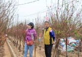Làng trồng đào Nhật Tân nhộn nhịp những ngày cận Tết 