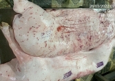 Tăng nặng hình phạt tội phạm an toàn thực phẩm: Từ 1/7, bán thịt bệnh có thể đi tù, phạt tới 400 triệu đồng