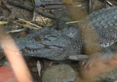 Tạm ngưng hoạt động công viên liên quan 6 con cá sấu sổng chuồng ở Kiên Giang