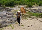 Chê con dâu ở nhà cả ngày mà không mua nổi thịt tươi, chị hàng xóm bê nguyên con bò về tặng mẹ chồng