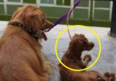 Nhà nuôi chó Golden và chó Poodle, chủ ngỡ ngàng trước kết quả của cuộc tình “vụng trộm”