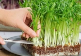 Ăn rau mầm trồng từ hạt giống rau lớn có nguy cơ bị ung thư?