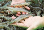 Giá thực phẩm ngày 12/10: Tôm thẻ giảm 33.000 đồng/kg