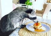 Bí Ngô – chú cáo nổi tiếng nhất Instagram - đã qua đời