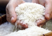 Chưa sản xuất đại trà giống gạo ngon nhất thế giới ST25