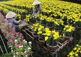 Nhà vườn vào mùa tất bật chuẩn bị hoa Tết