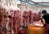 Lên 90.000 đồng/kg nhưng vẫn không có heo hơi để bán