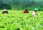 Giá rau Đà Lạt đang rẻ như cho, nông dân ngậm ngùi nhổ bỏ 