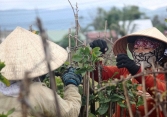 Nghề 'ôm cây, lặt lá' kiếm thêm ngày Tết thu hút lao động