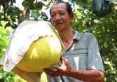 Bưởi tiền triệu chưng Tết