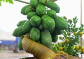 Đu đủ bon sai tiền triệu hút khách 