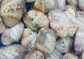Rao 'giải cứu' ngao giá cao chót vót
