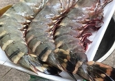 Xuất hiện tôm sú 'khổng lồ', giá tiền triệu