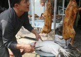 Làm thế nào để ngăn chặn việc săn bắt, giết hại động vật hoang dã?