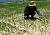 Nắng hạn hoành hành xã Phổ Cường, Quảng Ngãi 