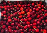 Giá cherry tăng gần 1 triệu đồng/kg nhưng vẫn hút giới nhà giàu Việt.