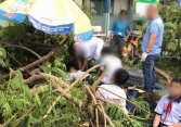 Có nên trồng phượng vĩ trong sân trường?