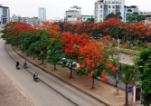 Bỏ cây phượng trong trường học: 'Rõ ràng có những nơi đang làm hơi thái quá, chặt hết thế là không được'