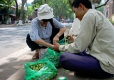 Trèo sấu ở Hà Nội thu nhập hơn trăm triệu mỗi mùa 