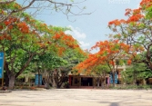 Hà Nội tổng kiểm tra cây xanh trong trường học, bệnh viện, công sở