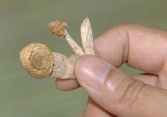 Nấm ma túy lần đầu tiên xuất hiện ở Hà Nội