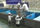 Công ty Nhật Bản đã từ bỏ vụ xử lý ô nhiễm sông Tô Lịch?