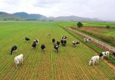 Hệ thống trang trại bò sữa Vinamilk đạt mức tăng trưởng ấn tượng