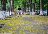 Hà Nội sang thu, lá phủ vàng khắp các con phố