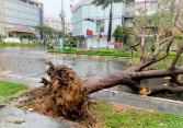 Bão số 9: Hai người chết, 5 người bị thương ở Quảng Ngãi