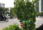 Rau rừng có giá thành đắt ngang với thịt lợn vẫn được 'săn lùng'