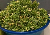 Hoa đu đủ đực ngày càng được ưa chuộng, mùa cao điểm lên đến hàng triệu đồng/kg