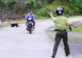 Một người đàn ông bị voọc gáy trắng tấn công phải khâu 8 mũi